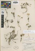 Holotype of Draba lemmonii S. Watson var. incrassata Rollins [family BRASSICACEAE]