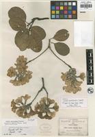Isotype of Cordia morelosana Standl. [family BORAGINACEAE]
