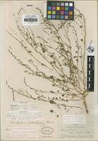 Holotype of Chenopodium flabellifolium Standl. [family CHENOPODIACEAE]