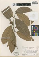Isotype of Eugenia griseiflora McVaugh [family MYRTACEAE]