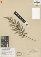 Isosyntype of Trichomanes apiifolium C. Presl [family HYMENOPHYLLACEAE]
