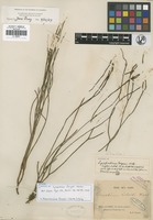 Filed as Phlegmariurus fargesii Ching [family LYCOPODIACEAE]