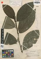 Isotype of Piper vicosanum Yunck. var. vicosanum Yunck. [family PIPERACEAE]