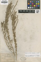 Isotype of Dondia mexicana Standl. [family ]