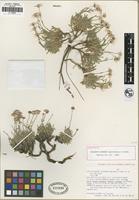 Holotype of Erigeron acomanus Spellenb. and P. Knight [family ASTERACEAE]