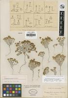 Holotype of Eriophyllum aureum Brandegee [family ASTERACEAE]