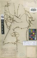Isotype of Salsola drummondii Ulbr. [family CHENOPODIACEAE]