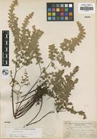 Holotype of Adiantum x tracyi C. C. Hall ex Wagner [family PTERIDACEAE]