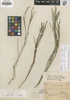 Filed as Phlegmariurus fargesii Ching [family LYCOPODIACEAE]