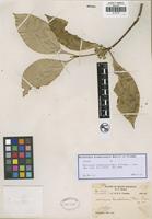 Isotype of Microtropis kinabaluensis Merr. and Freeman [family CELASTRACEAE]