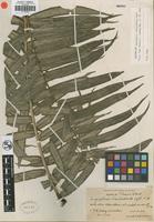 Isotype of Angiopteris chauliodonta Copel. [family MARATTIACEAE]
