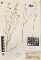 Holotype of Lepidium jaredii Brandegee subsp. album Hoover [family BRASSICACEAE]
