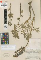 Isotype of Lupinus holmgrenianus C. P. Sm. [family FABACEAE]