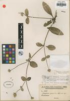 Isotype of Gomphrena guaranitica Chodat [family AMARANTHACEAE]