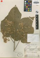Isotype of Robinsonella brevituba Fryxell [family MALVACEAE]