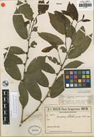 Isotype of Lacistema hasslerianum Chodat [family LACISTEMATACEAE]