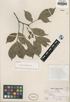 Isotype of Talisia microphylla Uittien [family SAPINDACEAE]