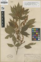 Isotype of Thouinia acuminata S. Watson [family SAPINDACEAE]