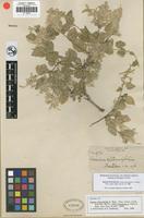Isolectotype of Iresine alternifolia S. Watson [family AMARANTHACEAE]