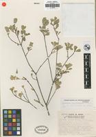 Isotype of Rzedowskia tolantonguensis Medrano [family CELASTRACEAE]