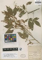 Isotype of Thouinia acuminata S. Watson [family SAPINDACEAE]