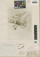 Isotype of Notholaena jonesii Maxon [family PTERIDACEAE]