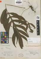 Isotype of Grammitis decurrens Wall. ex Hook. and Grev. [family POLYPODIACEAE]