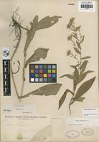 Isotype of Aster greatae Parish [family ASTERACEAE]