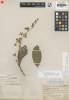 Filed as Petrea volubilis L. [family VERBENACEAE]