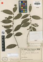 Isotype of Lacistema hasslerianum Chodat [family LACISTEMATACEAE]