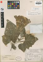 Isotype of Datura lanosa Barclay ex Bye [family SOLANACEAE]
