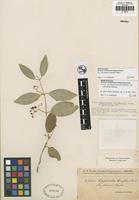 Isotype of Hippocratea grisebachii Loes. var. parvifolia Chodat and Hassler [family HIPPOCRATACEAE]