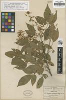 Isotype of Thouinia acuminata S. Watson [family SAPINDACEAE]