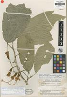 Isotype of Quararibea wurdackii A. Robyns [family BOMBACACEAE]