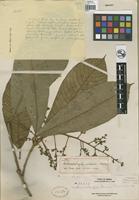 Isotype of Melanochyla elmeri Merr. [family ANACARDIACEAE]
