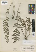 Isotype of Polystichum formosanum Rosenst. [family DRYOPTERIDACEAE]