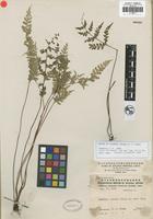 Isotype of Lindsaea chienii Ching [family LINDSAEACEAE]