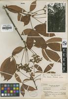 Isotype of Vitex mexiae Moldenke [family VERBENACEAE]