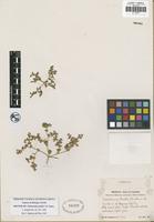 Isotype of Tidestromia tenella I. M. Johnst. [family AMARANTHACEAE]