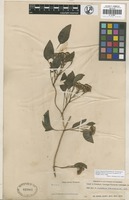 Isotype of Senecio trineurus Griseb. [family ASTERACEAE]