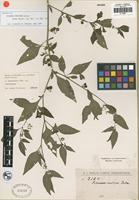 Isotype of Solanum curtipes Bitter [family SOLANACEAE]