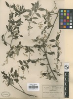 Isotype of Iresine discolor Greenm. [family ]