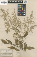 Isotype of Iresine pringlei S. Watson [family ]