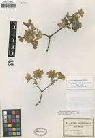 Isotype of Cordia morelosana Standl. [family BORAGINACEAE]