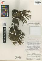 Isotype of Isoetes montana T. C. Palmer [family ISOETACEAE]