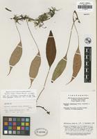 Isotype of Pyrrosia caudifrons Ching, Boufford and K. H. Shing [family POLYPODIACEAE]
