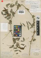 Isotype of Lathyrus sulphureus W. H. Brewer ex A. Gray [family FABACEAE]