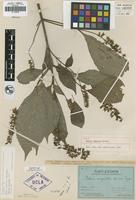 Holotype of Salvia unguella Epling [family LAMIACEAE]