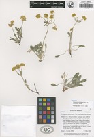 Isotype of Eriogonum umbellatum Reveal variety mohavense [family POLYGONACEAE]