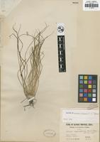Isotype of Isoetes sinensis T. C. Palmer [family ISOETACEAE]
